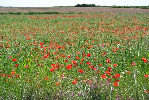 野を彩る真っ赤なアマポーラの花 地球の歩き方