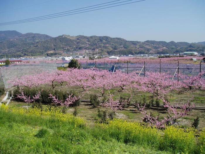 桃山町は桃の町 地球の歩き方