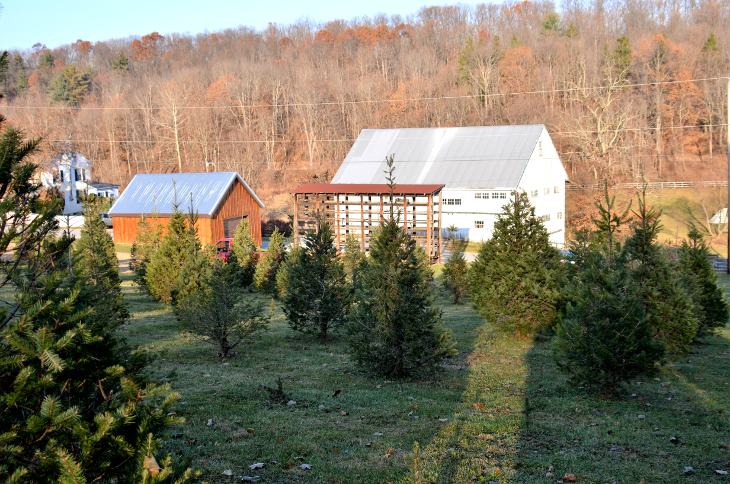 Christmas Tree Farm.png