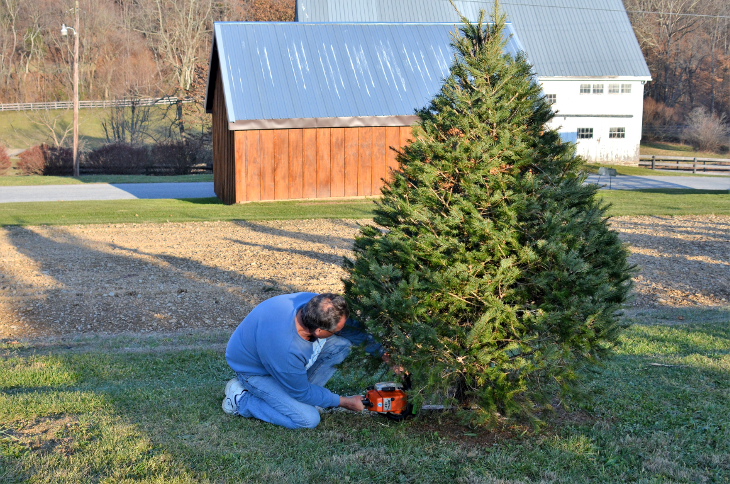 Cutting Christmas Tree.png