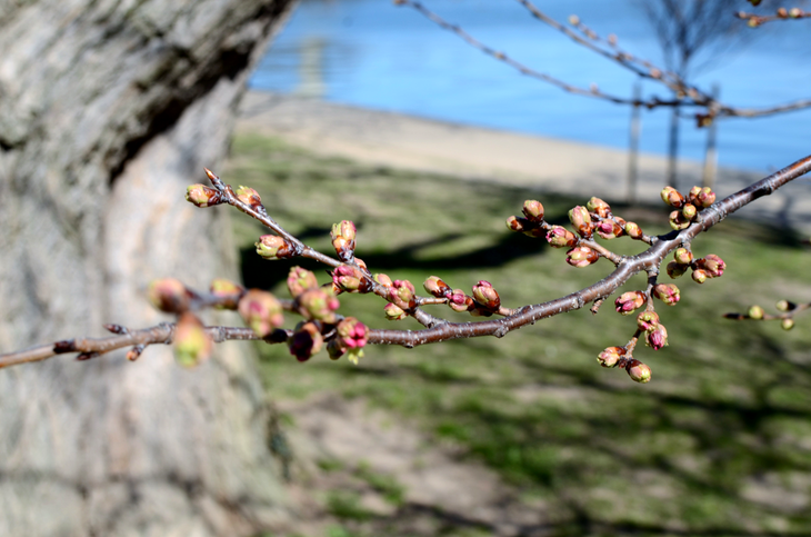 Cherry Blossoms in Tidal Basin on March 16.png