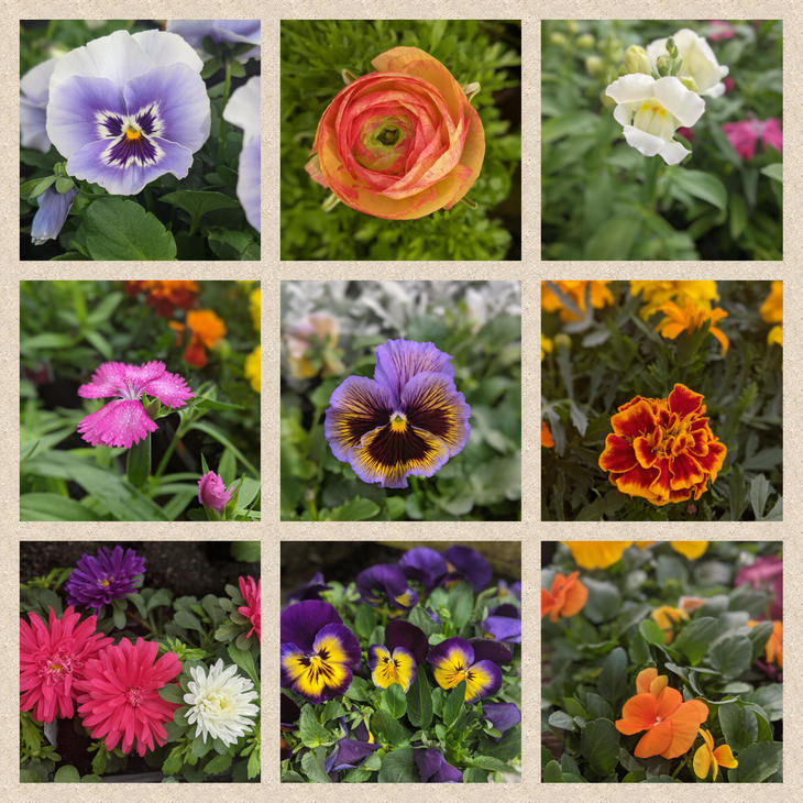 Spring flowers 2021.jpg