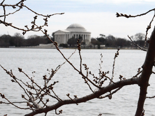 Cherry Blossom branch with Jefferson Memorial.png