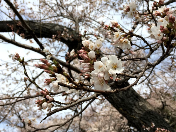 Cherry Blossoms by Potomac River.png