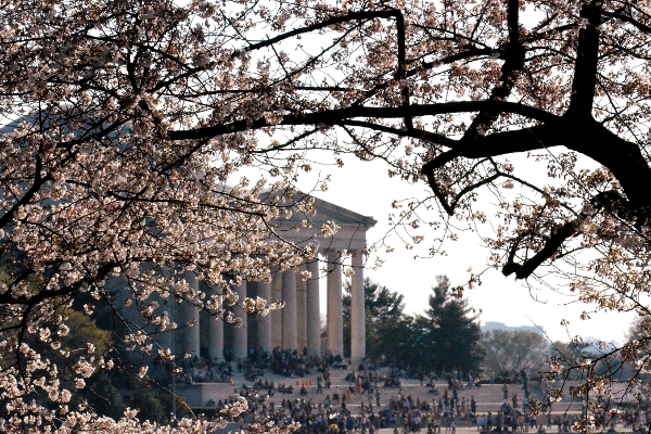 CherryBlossoms2016.png