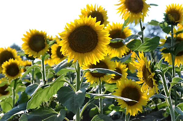 Harford County Sunflowers.png