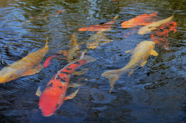 Koi Pond at Ladew.png