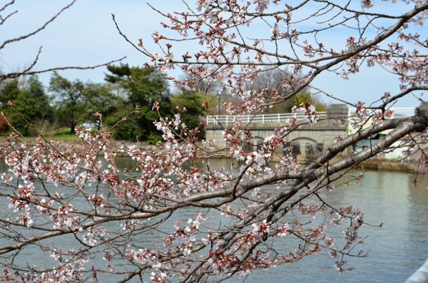 Cherry Blossoms on Potomac River.png