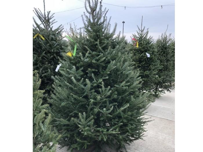 クリスマスツリーハントに行ってきました！ 地球の歩き方