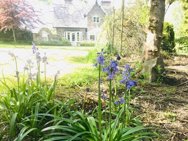 イギリスの春を知らせる花 ブルーベル 妖精が住む ブルーベルの森 地球の歩き方