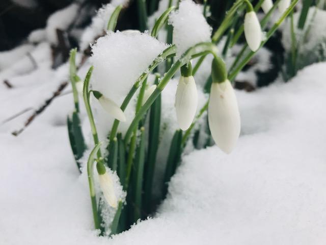 雪景色のウェールズに春を告げる花「スノードロップ」が咲き始めました 