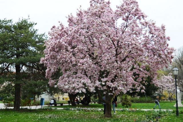 ザグレブはマグノリアの花が満開です 地球の歩き方